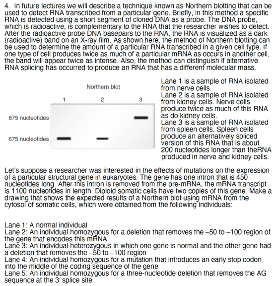 4. In future lectures we will describe a technique known as Northern blotting that can be used to detect RNA transcribed from