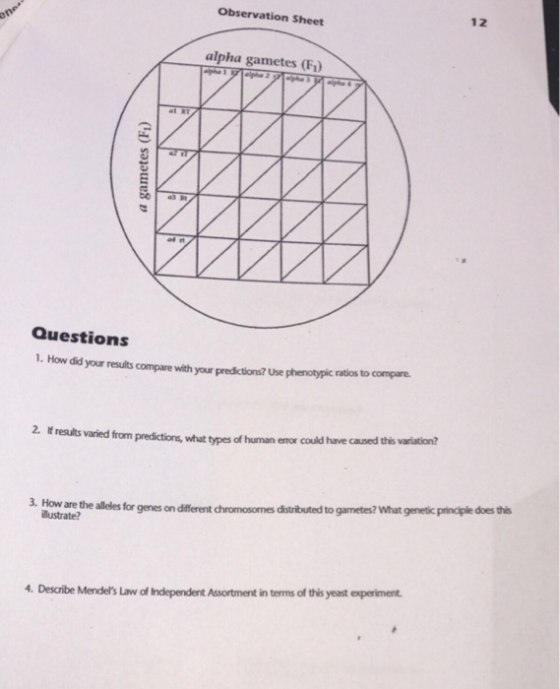 Observation Sheet 12 alpha gametes (F) Questions 1. How did your results compare with your predictions? Use phenotypic ratios