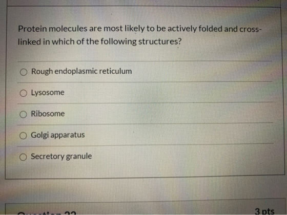 Protein molecules are most likely to be actively folded and cross- linked in which of the following structures? Rough endopla