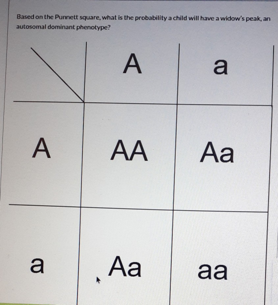 Based on the Punnett square, what is the probability a child will have a widows peak, an autosomal dominant phenotype? A a A