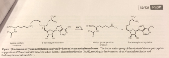 REVIEW INSIGHT H RHNOC HMTS ONA NE но он но он Lysine peptide S-adenosylmethionine Methyllysine peptide S-adenosylhomocystein