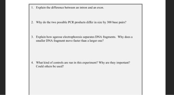 1. Explain the difference between an intron and an exon. 2. Why do the two possible PCR products differ in size by 300 base p
