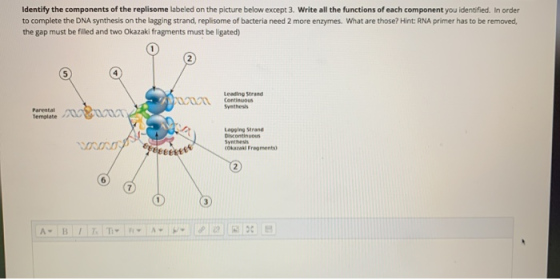 Identify the components of the replisome labeled on the picture below except 3. Write all the functions of each component you