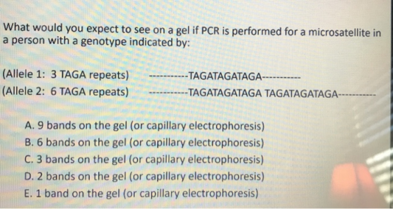 What would you expect to see on a gel if PCR is performed for a microsatellite in a person with a genotype indicated by: (All