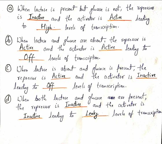 - E se a 5 @ When lactose is present but glucose is not the repressor is Inactive and the activator is Active deading to High
