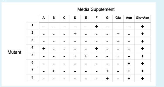 Media Supplement B C D EG Glu A Asn Glu+Asn + + - - - - 1 2. + + + 3 + - + 4 + + - + Mutant 5 + + + + - - 6 + - - - - - + - -
