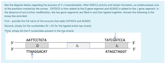 See the diagram below regarding the process of V-J recombination. After RAG1,2 activity and hairpin formation, an endonucleas