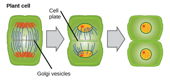 Plant cell Cell plate CHH Dapod 00 WISSENDEPUT Golgi vesicles