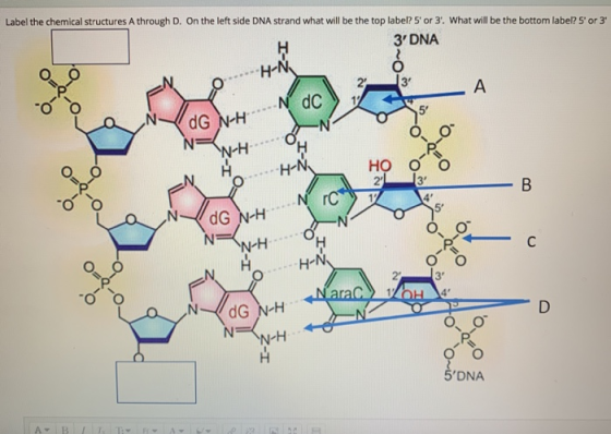 Label the chemical structures A through D. On the left side DNA strand what will be the top label? 5 or 3. What will be the b