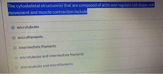 The cytoskeletal structure(s) that are composed of actin and regulate cell shape, cell movement and muscle contraction includ