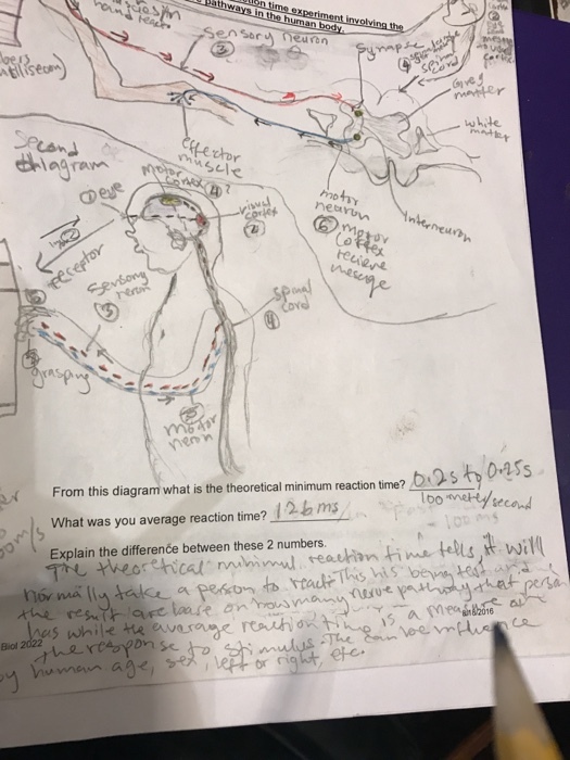 Activity 7 Initiating the Ciliospinal Reflex (341)
