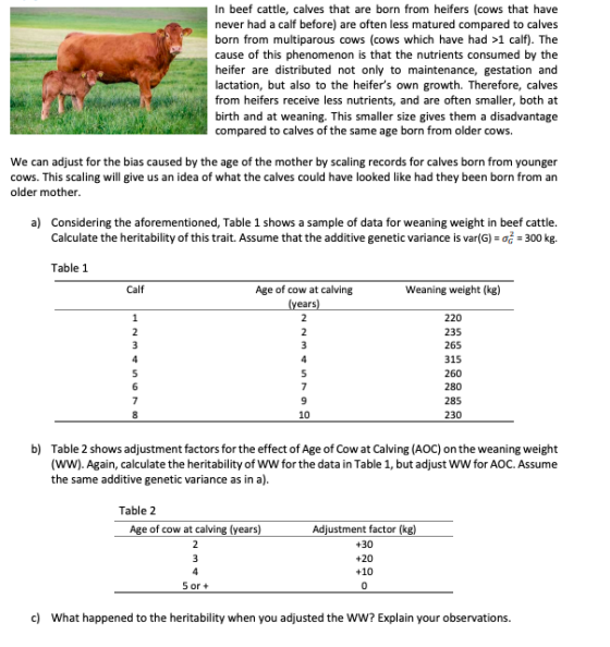 In beef cattle, calves that are born from heifers (cows that have never had a calf before) are often less matured compared to