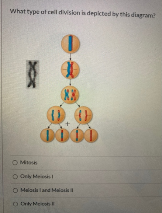 What type of cell division is depicted by this diagram? ODOO O Mitosis o Only Meiosis ! O Meiosis I and Meiosis Il o Only Mei