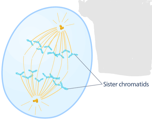 Sister chromatids