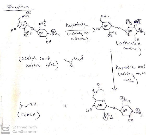 Question NH WH NHAT LOHY Aspantate Mtate Ho Torq Cola HOT NH3 cacting an ng an 1 GH . a base. OH (activated amine | (acetyl c