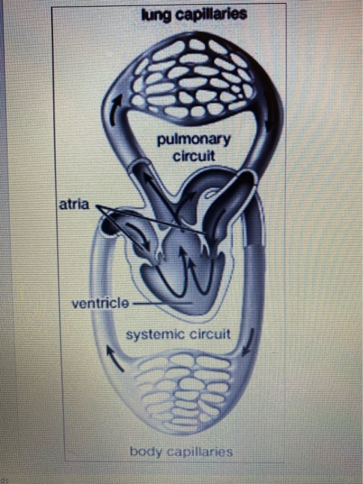 lung capillaries pulmonary circuit atria ♡ ventricle systemic circuit body capillaries