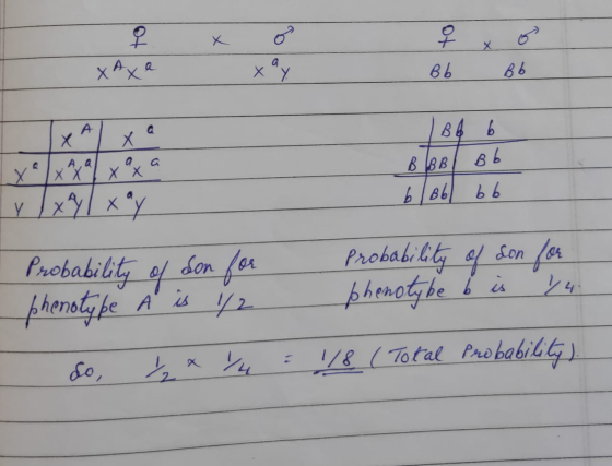 Еко ? в ХАхе вы в 4 в Ав/ В. | в. ьь Probability of don for probability of son for phenotype A is 1/2 phenotybe bis 14. во, 4