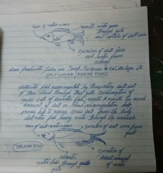 SALT WATER MARINE FISHES om /2