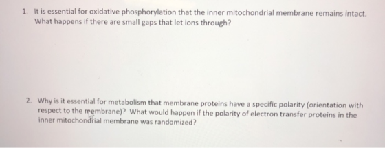 1. It is essential for oxidative phosphorylation that the inner mitochondrial membrane remains intact. What happens if there