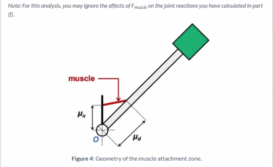 Note: For this analysis, you may ignore the effects of Fmuscle on the joint reactions you have calculated in part (f). muscle