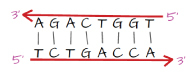 A double-stranded DNA polarity model consisting of upper and lower horizontal red lines between which lie upper and lower rows of black letters, and a middle row of vertical black lines connecting the letters of each row. The top red line has an arrowhead on its left side labeled “three-prime”, and the right side is labeled “five-prime”. The top row of letters reads: “A, G, A, C, T, G, G, T.” The bottom row of letters reads: “T, C, T, G, A, C, C, A.” The left side of the bottom red line is labeled “five-prime”, and the right side has an arrowhead labeled “three-prime”.