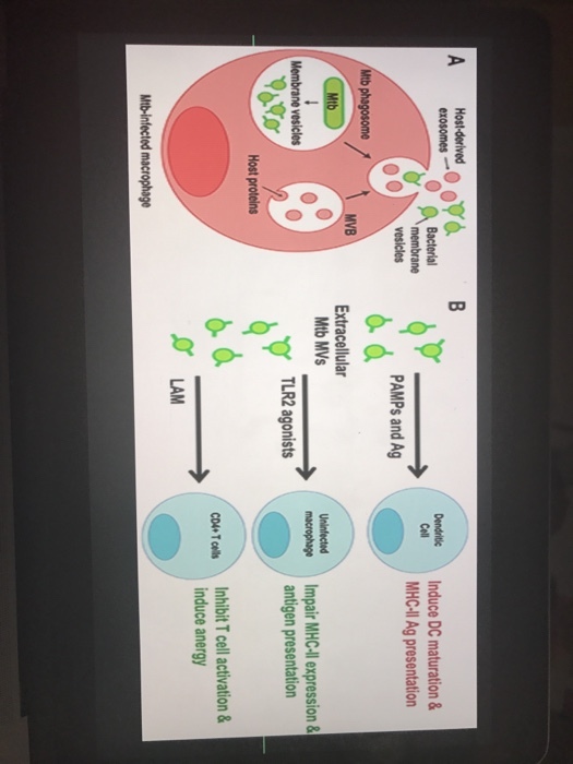 Host-derived exosomes O membrane vesicles 00 Mtb phagosome MVB Membrane vesicles Host proteins Mtb-infected macrophage PAMPs and Ag Extracellular MtbMVs TLR2 agonists LAM Dendrite Induce DC maturation & MHCHI Ag presentation macrophone Impair MHC-l expression & antigen presentation conTals Inhibit T cell activation & induce anergy