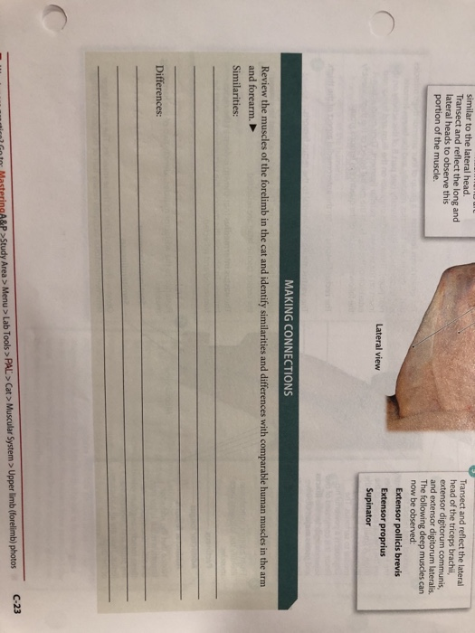 and reflect the long and head of the triceps brachii, lateral heads to this lateralis now be Extensor pollicis brevis Extensor proprius MAKING CONNECTIONS