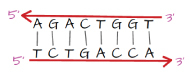 A double-stranded DNA polarity model consisting of upper and lower horizontal red lines between which lie upper and lower rows of black letters, and a middle row of vertical black lines connecting the letters of each row. The top red line has an arrowhead on its left side labeled “five-prime", and the right side is labeled “three-prime”. The top row of letters reads: “A, G, A, C, T, G, G, T.” The bottom row of letters reads: “T, C, T, G, A, C, C, A.” The left side of the bottom red line is labeled “five-prime”, and the right side has an arrowhead labeled “three-prime”.