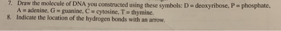 7. Draw the molecule of DNA you constructed using these symbols: D= deoxyribose, P=phosphate, A = adenine, G = guanine, C = c