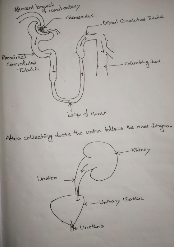 Afferent branch reenal artery -Glomerulus Distal Convoluted Tubule Proximat convoluted Tubule Collecting duct Loop of Henle d