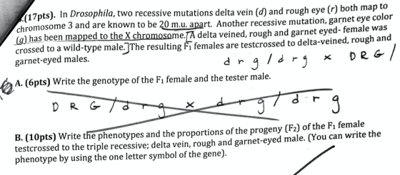 717 pts). In Drosophila, two recessive mutations delta vein (d) and rough eye (r) both map to chromosome 3 and are known to b