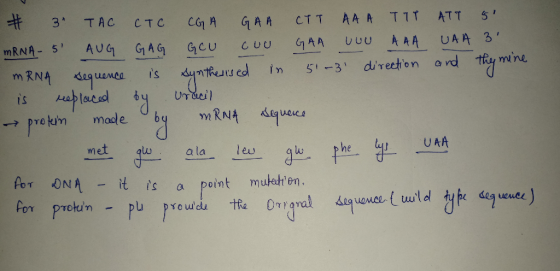 3* ТАС СТc con A GAA Стт AA A T1T ATT 5* mRNA - 5 AUG GAG GEU COU GAA UUU AAA UAA 31 mRNA sequence is synthesised in 51-31 d