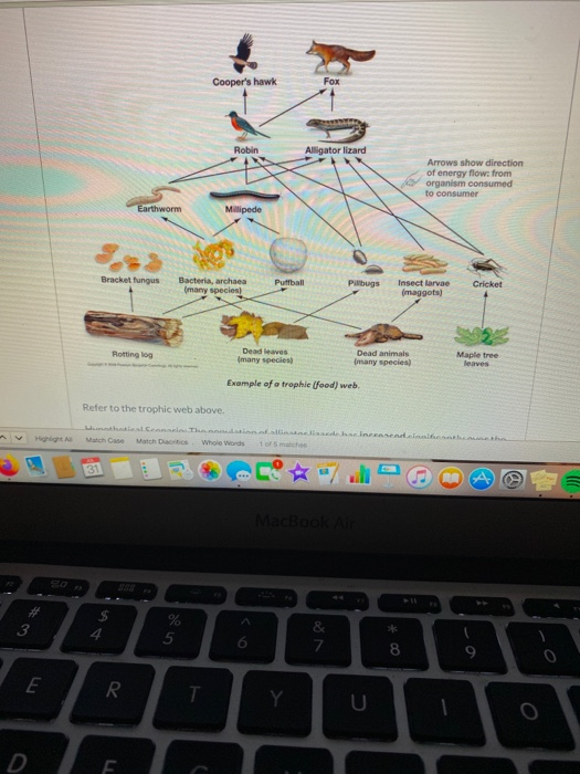 Coopers hawk Fox Robin Alligator lizard Arrows show direction of energy flow. from organism consumed to consumer Earthworm M