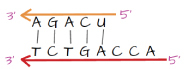 A horizontal model showing polarity between mRNA and the DNA template during transcription. The top row consists of a shorter orange line with an arrowhead on the left side labeled "three-prime", and the label "five-prime" on its right side. Directly under the orange line are the letters "A, G, A, C, U." Next is a row of five short vertical lines centered beneath each letter under the orange line, and over the first five letters of the next line consisting of "T, C, T, G, A, C, C, A." The bottom row consists of a long red line with an arrowhead on its left side labeled "three-prime", and the label "five-prime" on its right side."