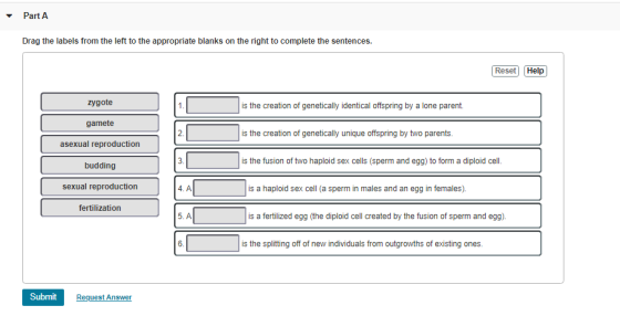 Part A Drag the labels from the left to the appropriate blanks on the right to complete the sentences. Reset Help zygote is t
