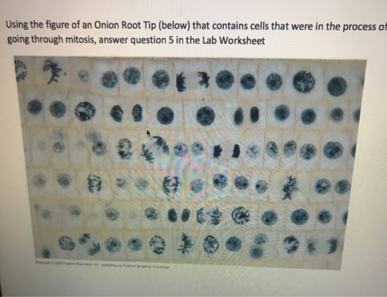 Using the figure of an Onion Root Tip (below) that contains cells that were in the process of going through mitosis, answer q