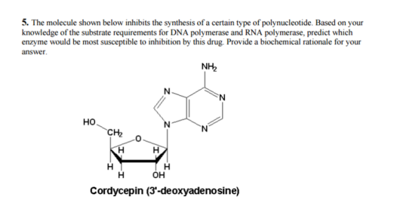 The molecule shown below' inhibits the synthesis o