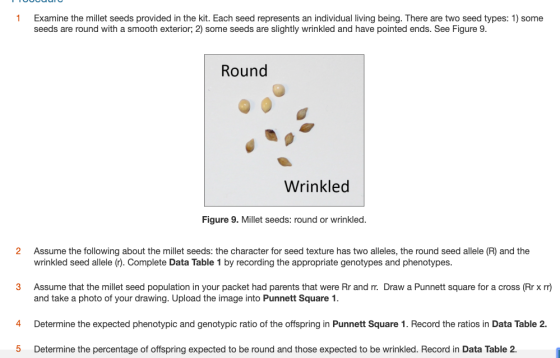 UUUUUU Examine the millet seeds provided in the kit. Each seed represents an individual living being. There are two seed type