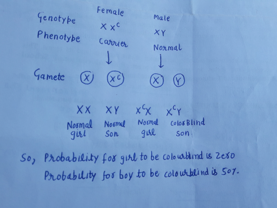 Female male Genotype Phenotybe XXC XY Carrier Normal Gamete XX XY xx xer Normal Normal Normal Color Blind girl Son girl son.