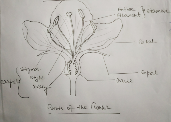 Anther filament res stamen Petal Sepal stigma style carpey ovary Ovule Parts of the flower