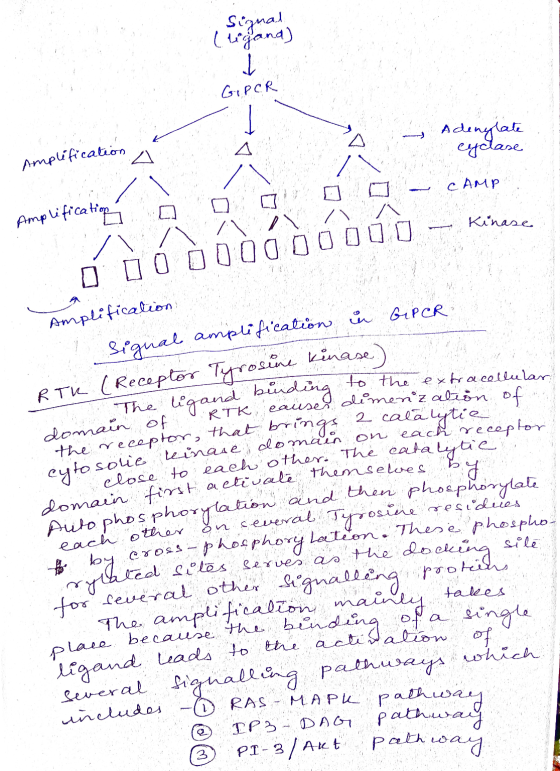 Signal (lizand) GIPER 1 L Adenglate esclase Amplification Amplifications [] O O - CAMP CZ\ / Ó O OOO0000000 – Kinase Amplific
