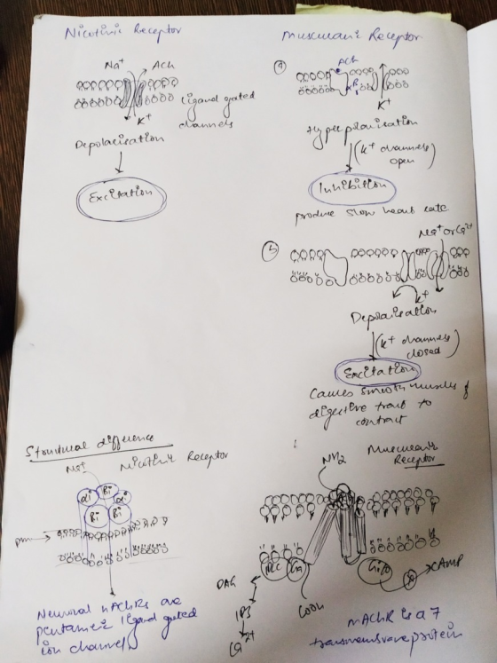 muscwane Receptor Nicotinic Receptor Natach (၄ ) () PODOBOJ100000 ligand go Ach channels typer provisation Depolarisation of
