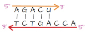 A horizontal model showing polarity between mRNA and the DNA template during transcription. The top row consists of a shorter orange line labeled "five-prime" on the left side, with an arrowhead on the right labeled "three-prime". Directly under the orange line are the letters "A, G, A, C, U." Next is a row of five short vertical lines centered beneath each letter under the orange line, and over the first five letters of the next line consisting of "T, C, T, G, A, C, C, A." The bottom row consists of a long red line with an arrowhead on its left side labeled "three-prime", and the label "five-prime" on its right side."