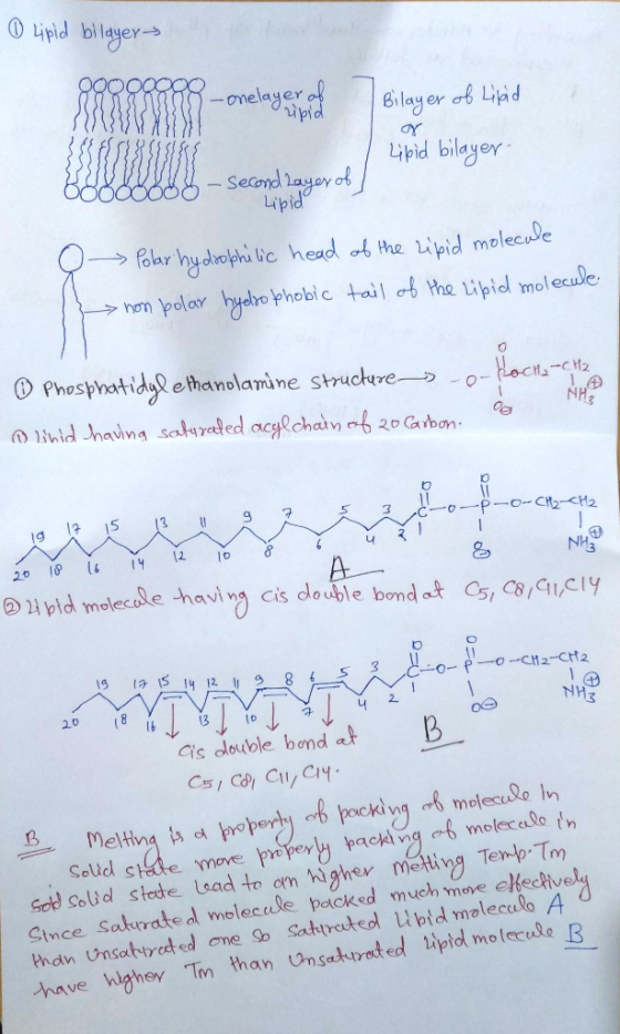 0 Lipid bilayer Q000 S 1 118-onelayer and bilayer of Livad Lipid bilayer- 0080808 - Second Layer Lipid O Polar hy drophilic h
