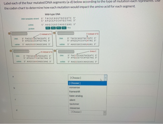 Label each of the four mutated DNA segments (a-d) below according to the type of mutation each represents. Use the codon char