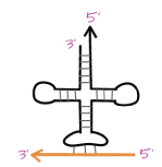 A model showing polarity between mRNA and tRNA during translation. A symmetrical, linear cloverleaf-like configuration is drawn. Its top left point is labeled "three-prime". Its top right point ends with an arrowhead labeled “five-prime”. There are three thin vertical lines at the bottom of the cloverleaf-like configuration that connect to an orange left facing arrow. The arrow’s left side is labeled “three-prime” and the right side is labeled “five-prime”.