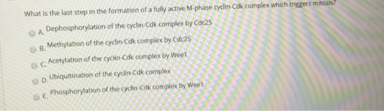 What is the last step in the formation of a fully active M-phase cyclin-Cdk complex which triggers mitosis? A Dephosphorylati