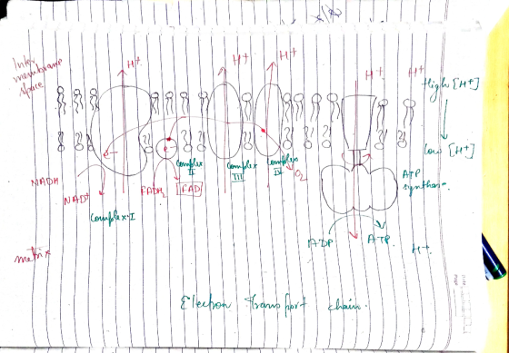mogu bwane h [H ] • S41 Cowbox Cemble com M low [ht ATP. synthare MAOM FADHIFAD NA Cowlex Me Page Eleehon hauphort