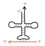 A model showing polarity between mRNA and tRNA during translation. A symmetrical, linear cloverleaf-like configuration is drawn. Its top left point is labeled "five-prime". Its top right point ends with an arrowhead labeled “three-prime”. There are three thin vertical lines at the bottom of the cloverleaf-like configuration that connect to an orange left facing arrow. The arrow’s left side is labeled “five-prime” and the right side is labeled “three-prime”.