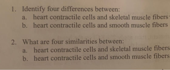 1. Identify four differences between: a. heart contractile cells and skeletal muscle fibers b. heart contractile cells and sm